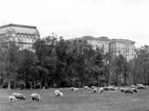 Central Park Sheep Meadow about 1910
